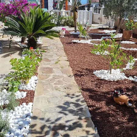 Camelia אלאניה